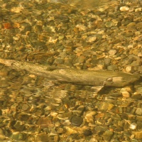 Meet the Salmon of the Lillooet River Watershed: a guest post from Veronica Woodruff and the PWA